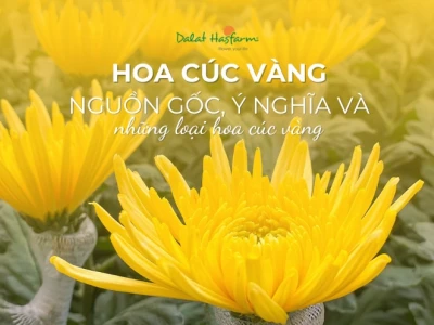 Hoa Cúc Vàng: Ý Nghĩa Sâu Sắc, Nguồn Gốc và Các Loại Phổ Biến