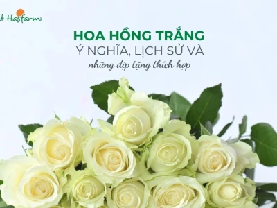 Hoa Hồng Trắng Có Ý Nghĩa Gì? Khám Phá Lịch Sử và Biểu Tượng Sâu Sắc