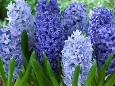 Hoa râm bụt trước nhà: Ý nghĩa phong thủy và những điều cần biết