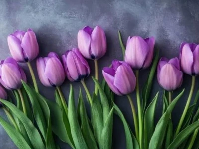 Hoa Tulip Tím Có Ý Nghĩa Gì? Khám Phá Sắc Màu Hoàng Gia