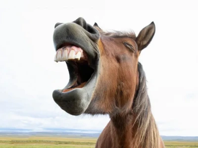 Khám phá thế giới Horse Meme hài hước và độc đáo