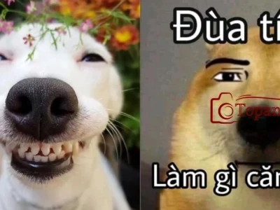 Khám phá thế giới meme chó: Biểu cảm hài hước và đáng yêu 2026