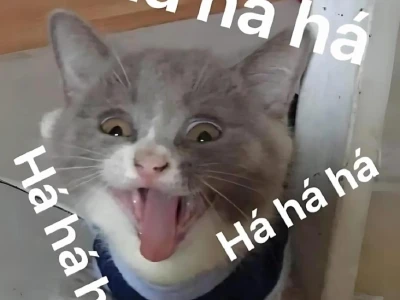 Khám Phá Thế Giới Meme Mèo: Hình Nền Cực Chất Cho Dân Tình