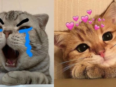 Khoảnh Khắc Meme Mèo Bựa Cười Ra Nước Mắt