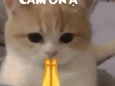 Meme Mèo Cảm Ơn: Biểu Cảm Siêu Dễ Thương Khiến Bạn Phải Thốt Lên "Cảm Ơn"