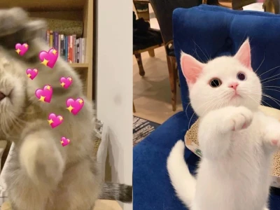 Meme Mèo Thả Tim: Bộ Sưu Tập Hình Ảnh Độc Đáo 2026