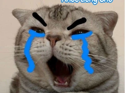Tổng hợp ảnh meme mèo khóc hài hước và ý nghĩa 2026