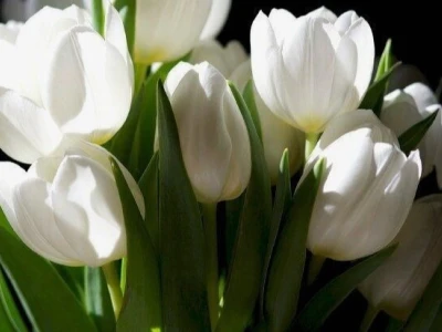 Tổng hợp Avatar Hoa Tulip Đẹp Nhất Cho Điện Thoại và Máy Tính Năm 2026