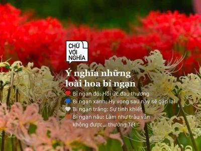 Ý nghĩa hoa bỉ ngạn đỏ và những câu chuyện huyền bí