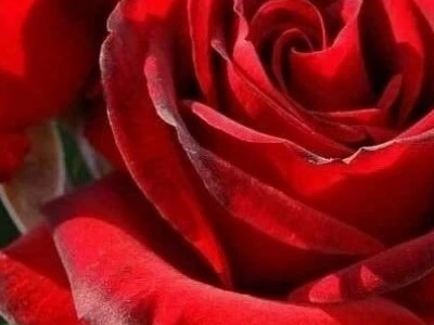 Ý nghĩa hoa hồng đỏ: Biểu tượng vĩnh cửu của tình yêu