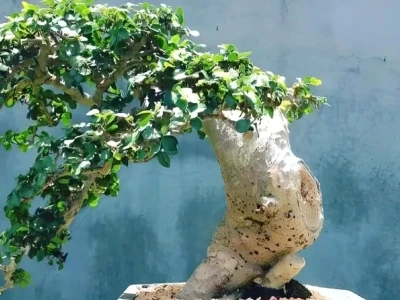 Ý nghĩa phong thủy cây duối cảnh và cách bài trí hợp phong thủy