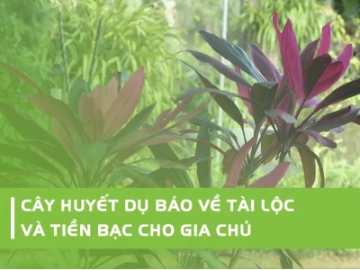 Ý nghĩa phong thủy cây huyết dụ và cách trồng thu hút tài lộc