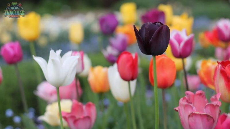 Ứng dụng của hoa Tulip 5