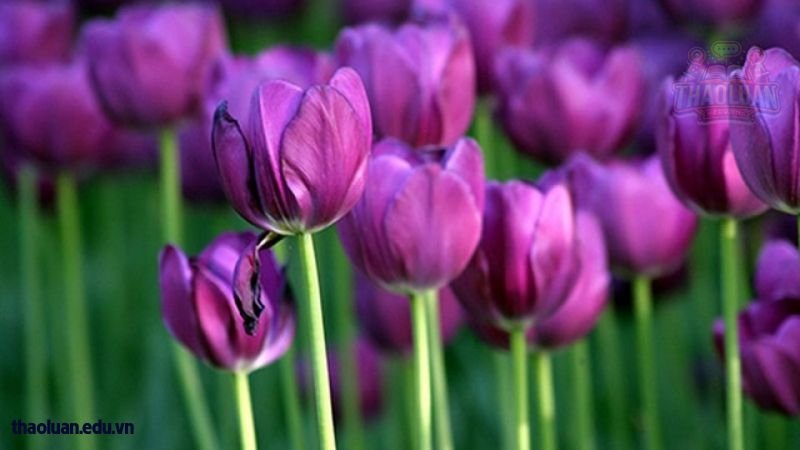 Ý nghĩa của hoa Tulip trong tình yêu  4