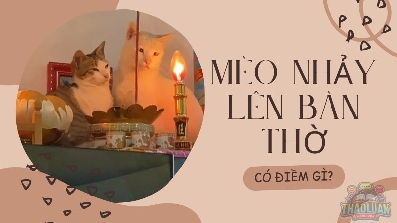 Mèo nhảy lên bàn thờ là có điềm gì? Tốt hay không?