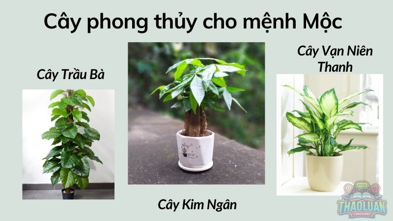 Cây phong thủy cho mệnh Mộc