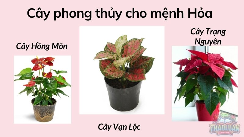 Cây phong thủy cho mệnh Hỏa