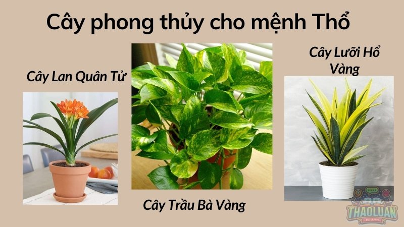 Cây phong thủy cho mệnh Thổ