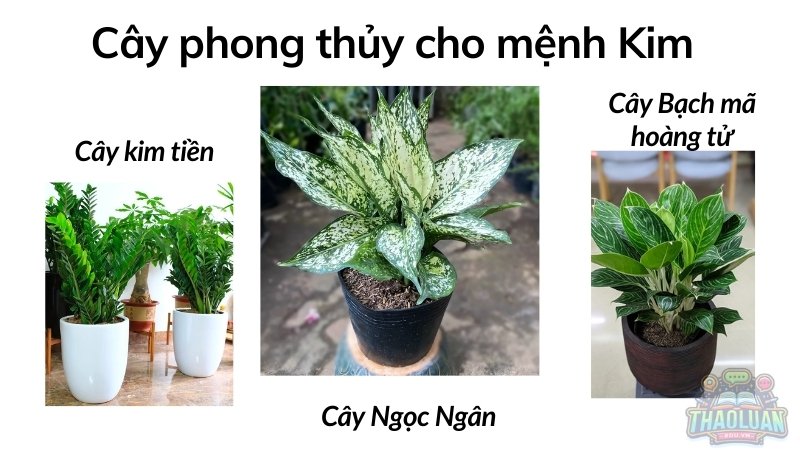 Cây phong thủy cho mệnh Kim