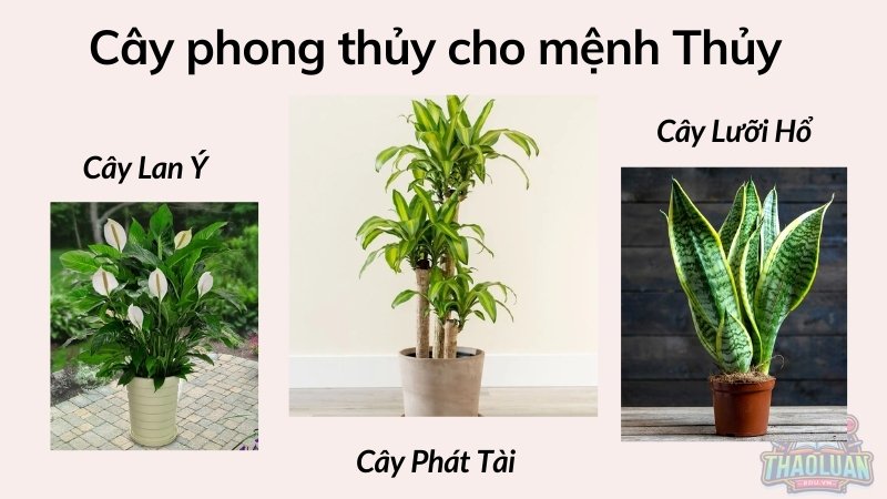 Cây phong thủy cho mệnh Thủy