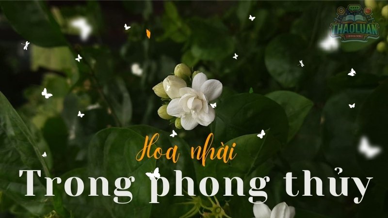 Hoa nhài hợp mệnh gì? Lưu ý quan trọng để thu hút tài lộc, bình an ...