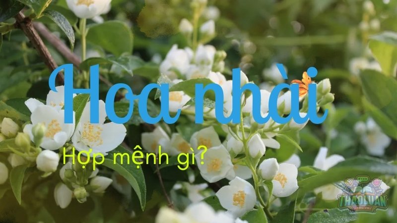 Hoa nhài hợp với mệnh gì?