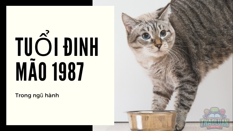 Chọn hướng nhà tuổi 1987 chuẩn xác theo ngũ hành và bát trạch
