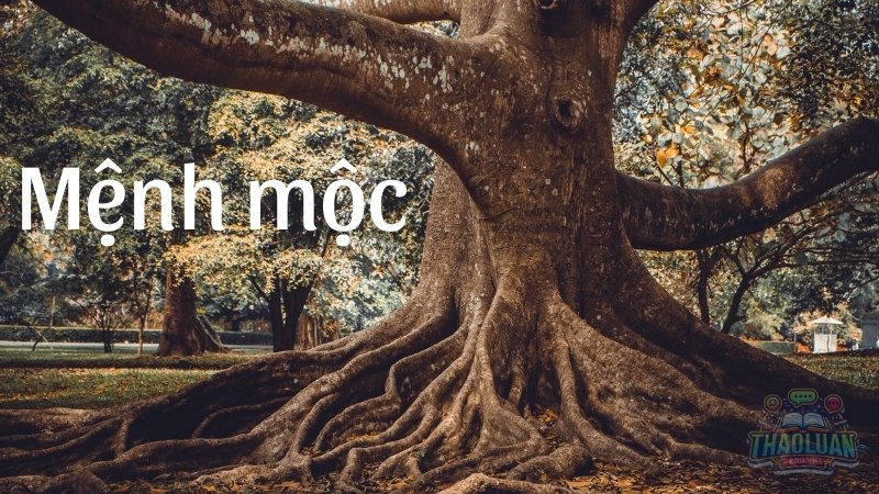  Mệnh Mộc - Bí quyết phong thủy thu hút tài lộc, may mắn 