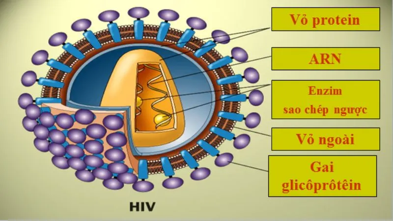 30 câu hỏi trắc nghiệm tìm hiểu về hiv/aids 4