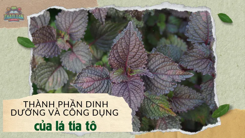 Thành phần dinh dưỡng và công dụng của lá tía tô