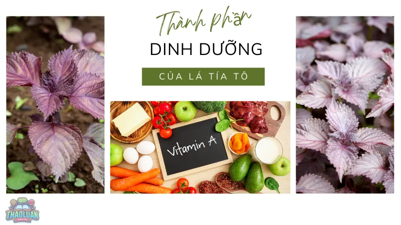 Thành phần dinh dưỡng của lá tía tô