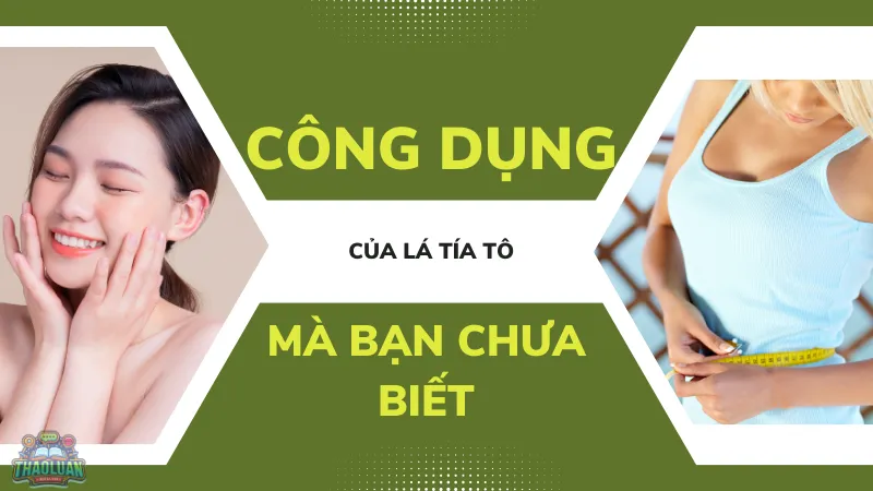 Công dụng của lá tía tô