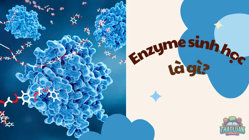 Enzyme sinh học là gì? 